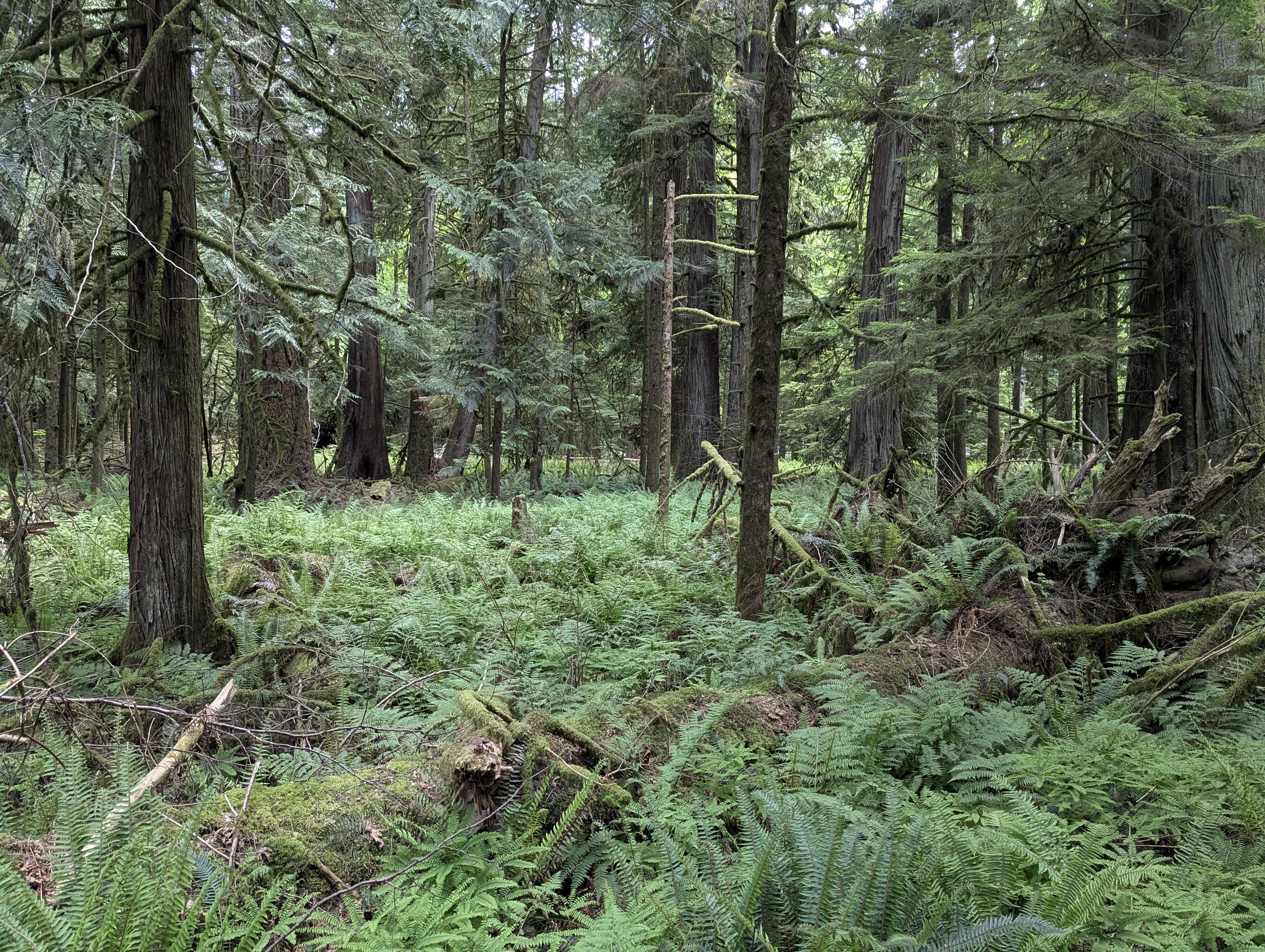 Birthday Trip to Canada, Cathedral Grove, Vancouver Island